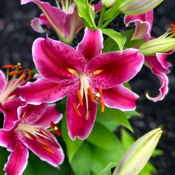 Meet your Posher, Tammy - Picture 1 of 1